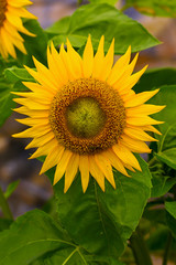 Obraz premium Sunflower