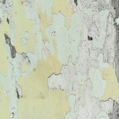 texture of sycamore bark