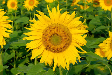Fototapeta premium sunflower