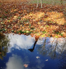 fall at the zoo
