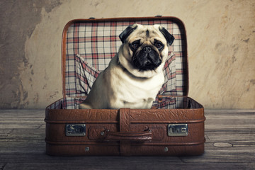 Obrazy na Szkle  Pies w walizce