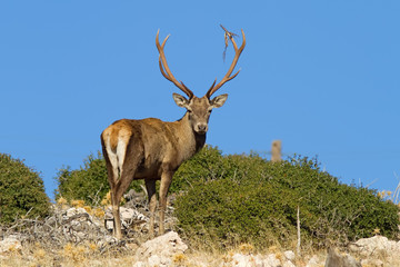 Male Deer