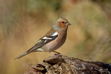 Male Chaffinch