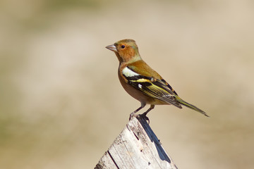 Chaffinch on the Wood