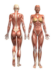 Anatomie Muskel Mann