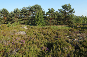 Landes de Coquibus. Forêt de Fontainebleau