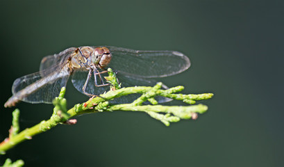brown dragonfly