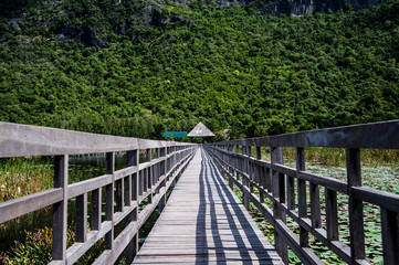 Fototapeta premium Wood bridge in swamp