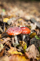 Toadstool mushroom
