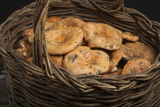 Basket with mushroom (lactarius delicisus)