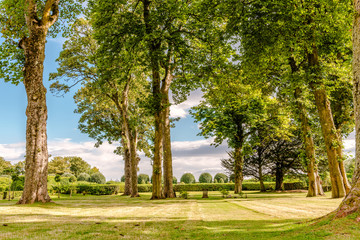 park trees in summer sun