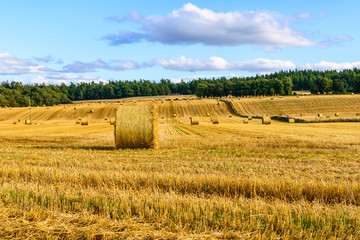 Fototapeta premium pole beli siana w Highlands w Szkocji