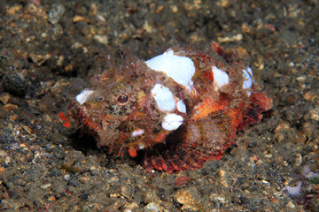 Devil scorpionfish (Scorpaenopsis diabolus)