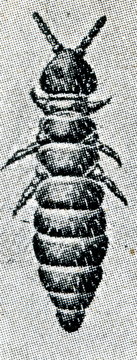 Snow flea (Hypogastrura nivicola)