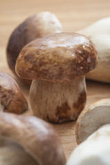 Fresh boletus edulis