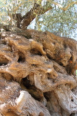 Olive tree trunk