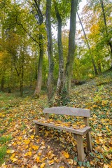 Vertical view of wooden bench in city park covered by leaves.