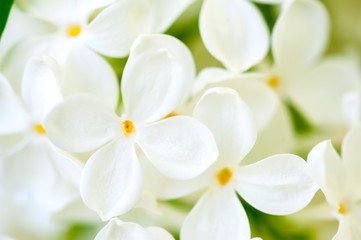 white lilac flowers closeup