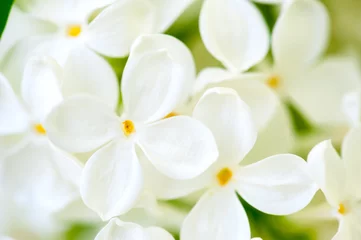 Foto auf Alu-Dibond weiße lila Blumen closeup © soleg