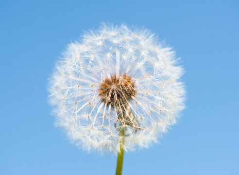 big dandelion on blue sky background