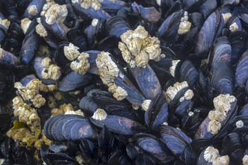 Mussels bed.