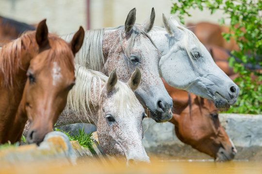 Arabian horses drinking water