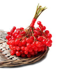 Red berries of viburnum isolated on white