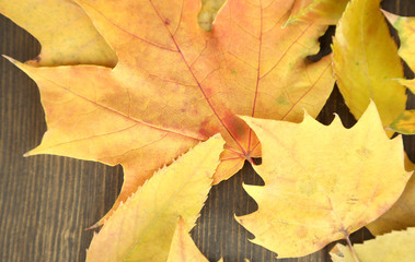 Naklejka na ściany i meble Bright autumn leafs on wooden table