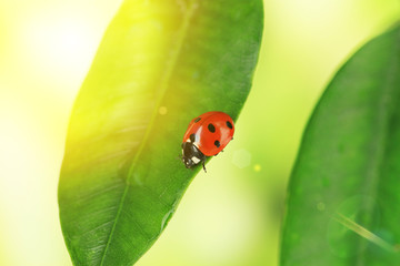 Beautiful ladybird on green plant