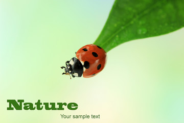 Beautiful ladybird on green leaf