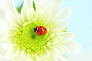 Beautiful ladybird  on flower, close up