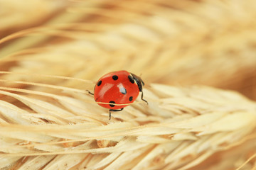 Beautiful ladybird on  wheat ear, close up