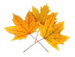 Yellow maple leaves isolated on white