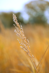 Reed on bright background