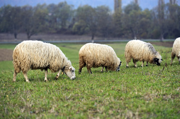 A herd of sheep on a mountain pasture