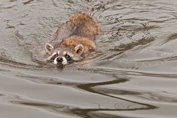 Raccoon (Procyon lotor) Swims Along