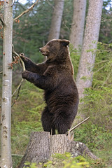 Brown bear