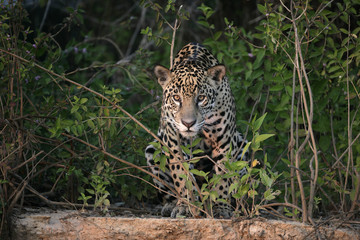 Jaguar, Panthera onca