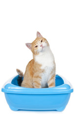 Katze im Katzenklo