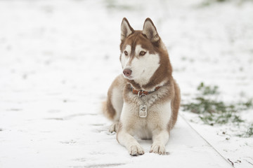 siberian husky