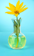 Flower in test-tube on light blue background