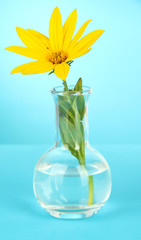 Flower in test-tube on light blue background