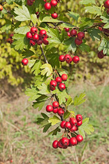 hawthorn berries