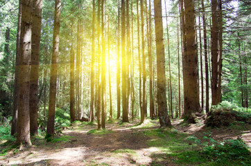 Obraz premium green forest