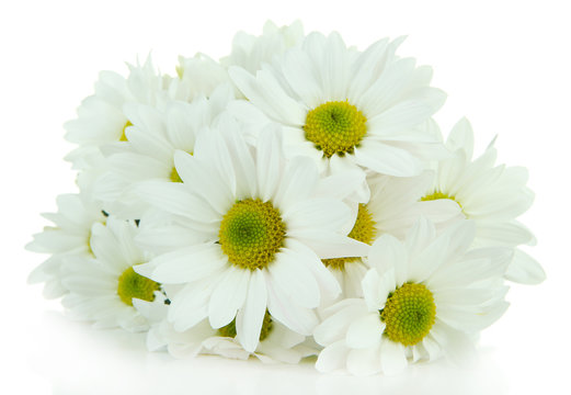 Beautiful white chrysanthemum isolated on white