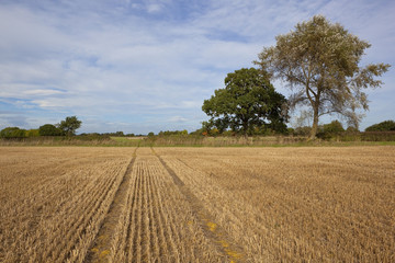 Fototapeta na wymiar Krajobraz rolniczy