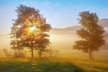 Fototapeta na wymiar sunrise beams through the foggy tree