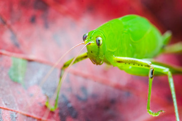 Grasshopper