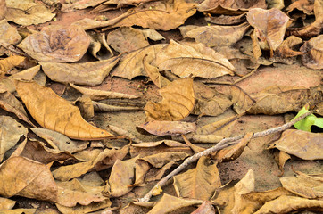 dry beech leaves