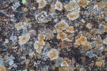 Textures: colored lichens